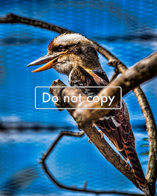 Laughing Kookaburra