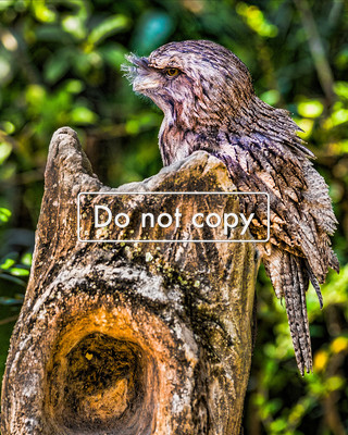 DSC_5923 Owl