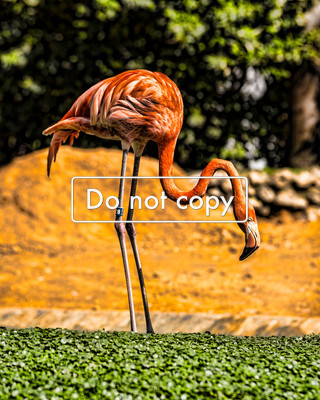 DSC_5961 Flamingo