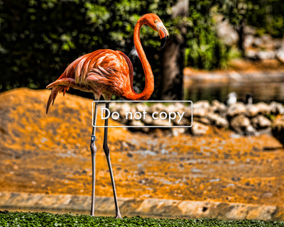 DSC_5964-Flamingo