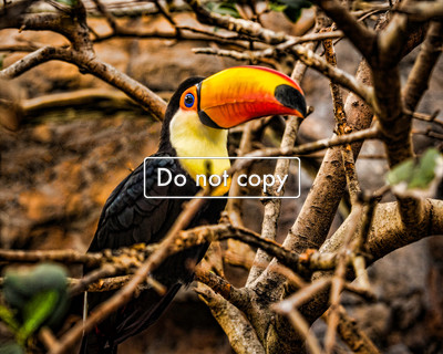 DSC_5978- Tucan