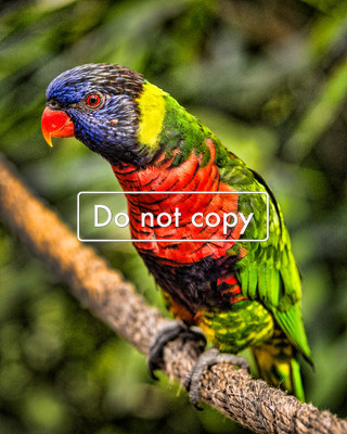 DSC_5989- Green- Naped Lorikeet