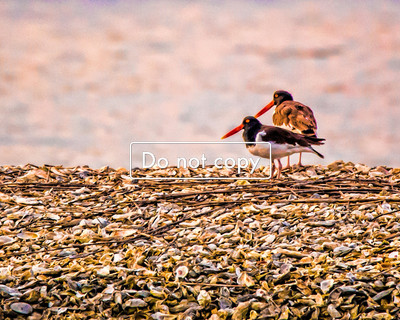 DSC_6806 Oyster Catchers