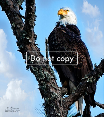 _JGP1141 eagle sitting in tree huntington Beach State Park