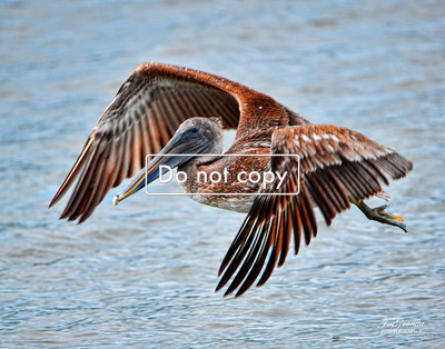 _JGP1376 Pelican Flying