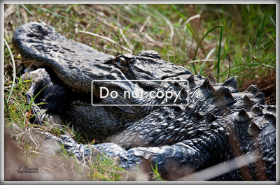 _JGP1133 Alligator eating duck