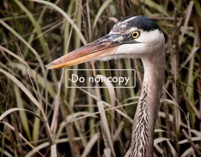 _JGP1949 blue Heron Close up