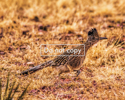 Road Runner 2019