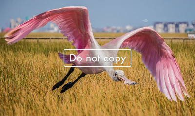 Spoonbill