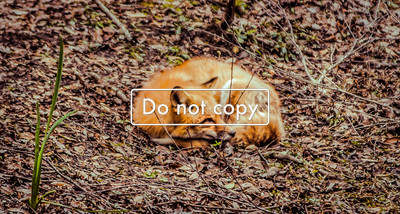 Red Fox
