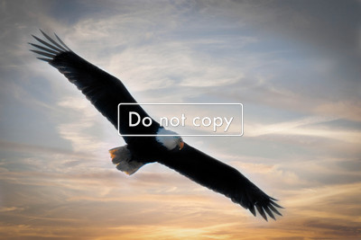 Soaring Eagle