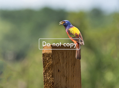 Painted Bunting