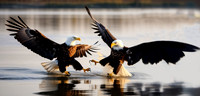 Eagles