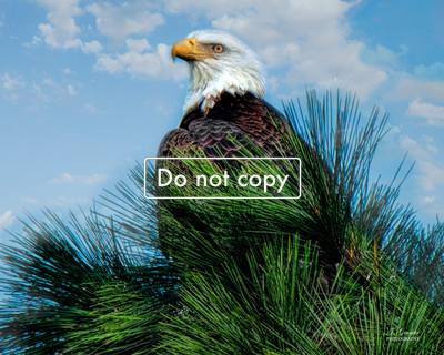 _JGP1176 eagle in tree at Huntington Beach State Park FINAL