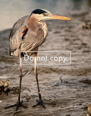 _JGP1952 Blue Heron