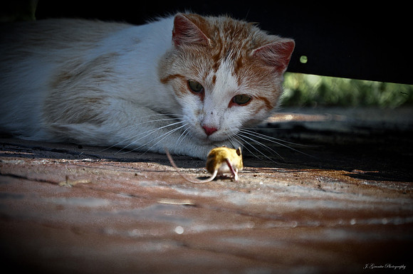 Cat & mouse  #10-61