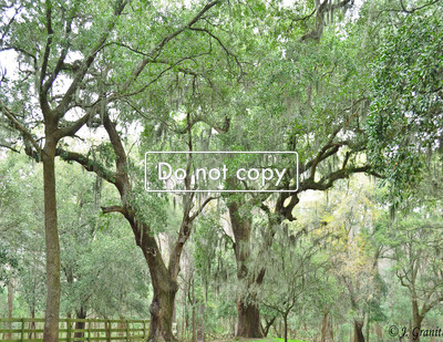 Myrtle Beach Spanish Moss Trees #10-41
