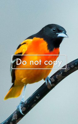 Oriole