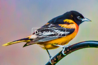 Oriole