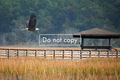 _JGP1299 Eagle at Huntington Beach State Park