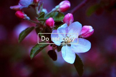 Apple Blossom #49-09