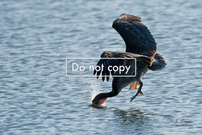 _JGP1276 PELICAN DIVING FOR FOOD
