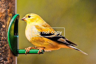 Goldfinch#2