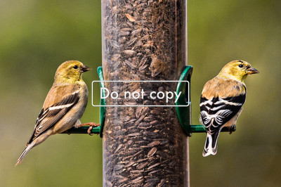Goldfinch#1