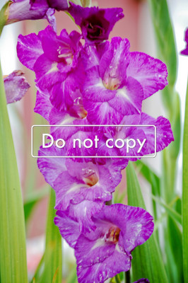 Purple Gladiola #144-09