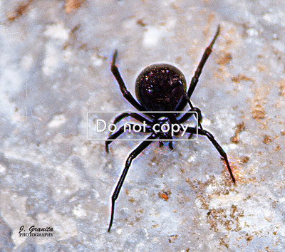 Female Black Widow Spider