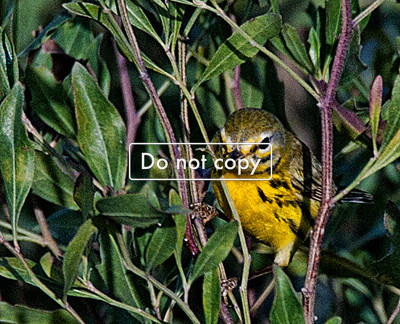 _JGP2203 Yellow Warbler