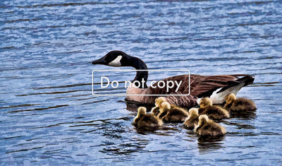 _DSC4207 mom and babies