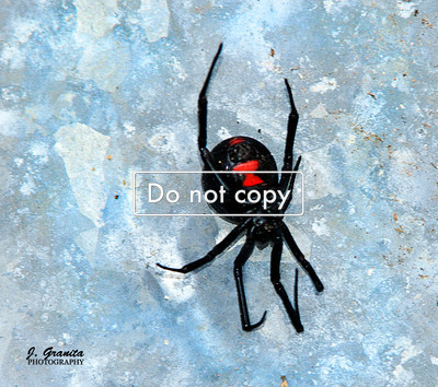 Female Black Widow Spider Hour Glass view  #175