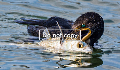 Cormorant