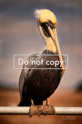 _JGP2062 Brown Pelican