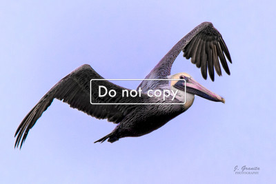 _JGP2102_Flying Brown Pelican