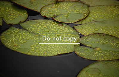 Lily Pad  #103-09