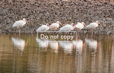 Ibis