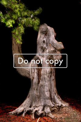Tree on campus