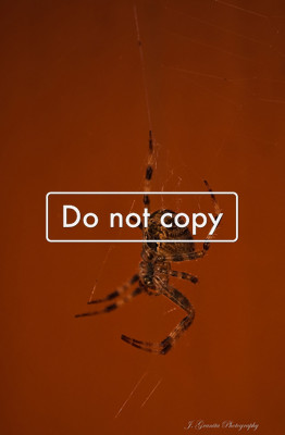 Spider #10-71