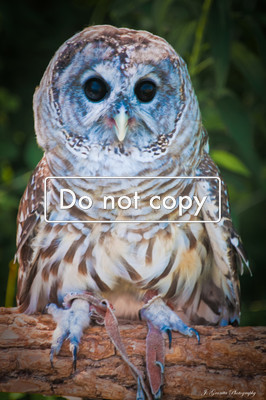 Owl #10-69