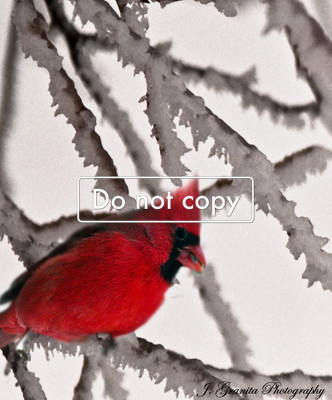Cardinal on ice#10-104