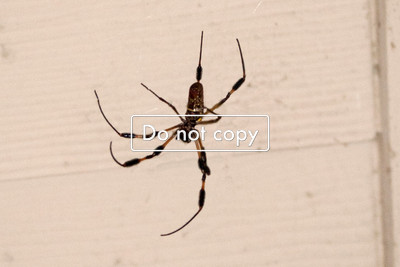 _JGP1260Silk Orb Spder (Non Venomous)