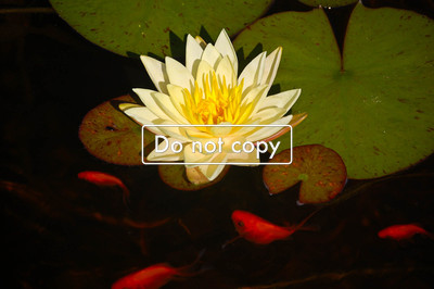 Water Lily & Goldfish #136-09