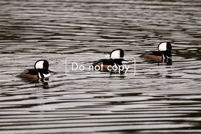 _JGP2093 Male Hooded Mergansers