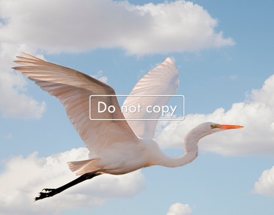 _JGP1295 EGRET FLYING
