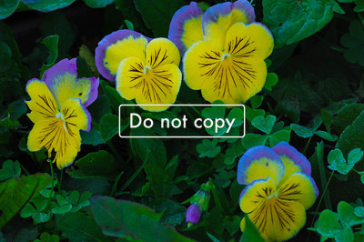 Pansies  #102-09