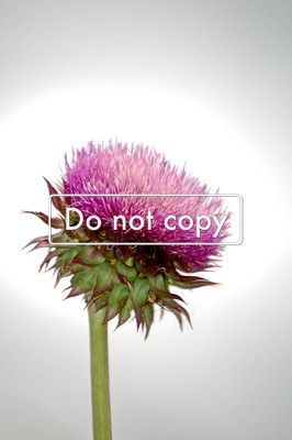 Globe Artichoke #78-09