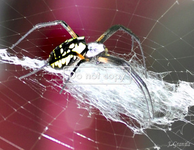 spider #207-09