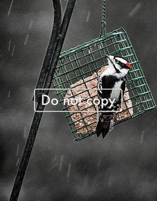 _JGP4808 Downey Woodpecker